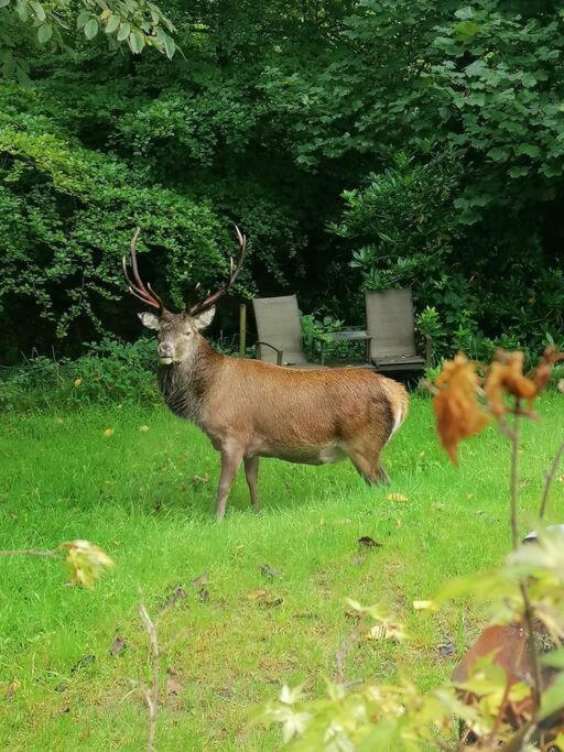 Cheerful Stays: 4 Bedroom Cottage In Arrochar Exteriör bild